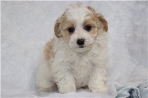Jenna - Malti Poo - Maltipoo for sale