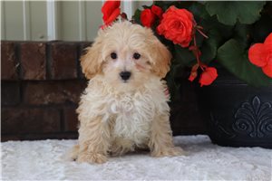 Lonnie - Malti Poo - Maltipoo for sale