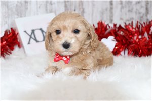 Adric - Malti Poo - Maltipoo for sale