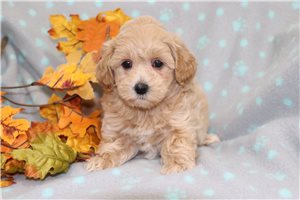 Lilly - puppy for sale