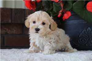 Freddy - puppy for sale
