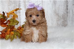 Elanor - Malti Poo - Maltipoo for sale