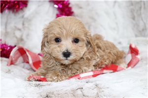 Governor - puppy for sale
