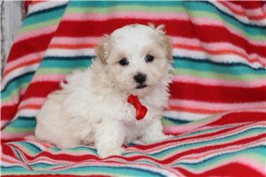Kodiak - Malti Poo - Maltipoo for sale