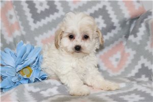 Anthony - Malti Poo - Maltipoo for sale