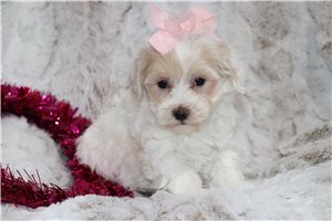 Iris - puppy for sale