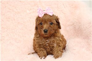 Jazzy - Malti Poo - Maltipoo for sale