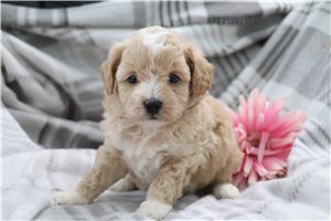 Bianca - Malti Poo - Maltipoo for sale