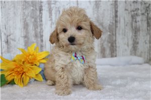Kent - puppy for sale