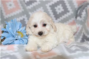 Orbit - Malti Poo - Maltipoo for sale