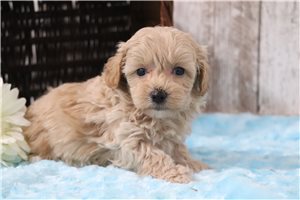 Cari - puppy for sale