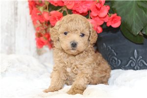 Leader - Malti Poo - Maltipoo for sale