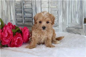 Ella - puppy for sale