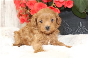 Marlin - puppy for sale
