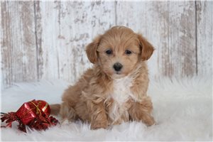 Olaf - Malti Poo - Maltipoo for sale