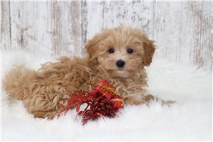 Gage - Malti Poo - Maltipoo for sale