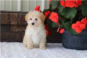 Mikie - Malti Poo - Maltipoo for sale