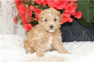 Quilla - Malti Poo - Maltipoo for sale