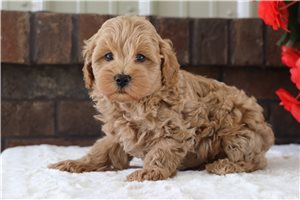 Elmo - Malti Poo - Maltipoo for sale