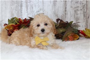 Kyle - puppy for sale