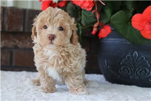 Raylene - Malti Poo - Maltipoo for sale