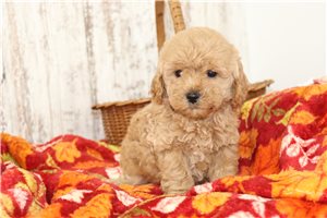 Ruger - Maltipoo for sale