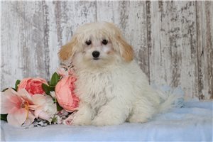 Anthony - Malti Poo - Maltipoo for sale
