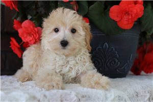 Nate - Malti Poo - Maltipoo for sale