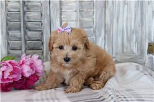 Fronica - Malti Poo - Maltipoo for sale