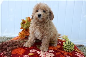 Hero - Maltipoo for sale