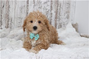 Yancy - Malti Poo - Maltipoo for sale
