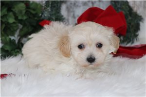 Pipsqueak - Malti Poo - Maltipoo for sale