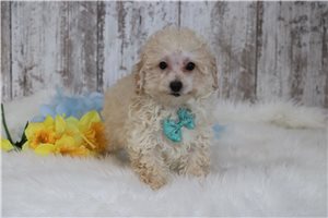 Dallas - puppy for sale