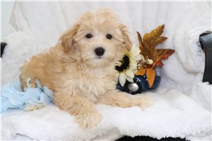 Jase - Malti Poo - Maltipoo for sale