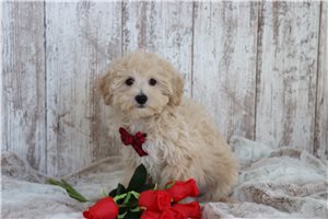 Bingo - Malti Poo - Maltipoo for sale