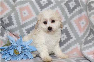 Shawn - Malti Poo - Maltipoo for sale
