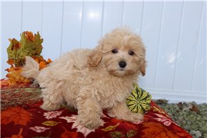 Indigo - Malti Poo - Maltipoo for sale