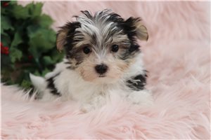 Klint - Morkie / Yorktese for sale