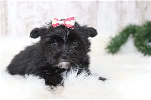 Kitten - Morkie / Yorktese for sale