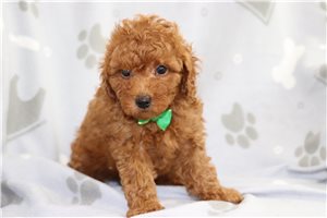 Elijah - Poodle, Miniature for sale