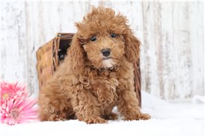 Ivy - Miniature Poodle for sale