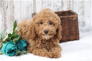 Pip - Poodle, Miniature for sale