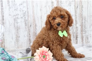 Emory - Poodle, Miniature for sale