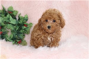 Toliver - Poodle, Miniature for sale