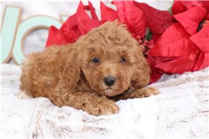 North Pole - Poodle, Miniature for sale
