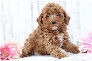 Jolene - puppy for sale