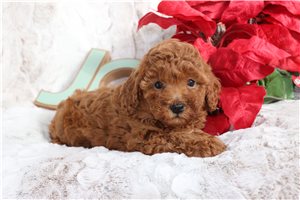 Noelle - Poodle, Miniature for sale