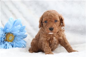 Curly - puppy for sale