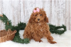 Belle - puppy for sale