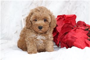 Scout - Poodle, Miniature for sale